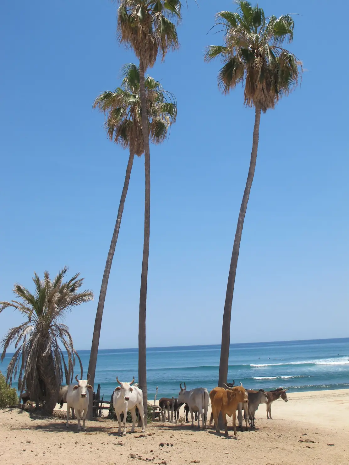 Secluded beach and ocean views on the East Cape